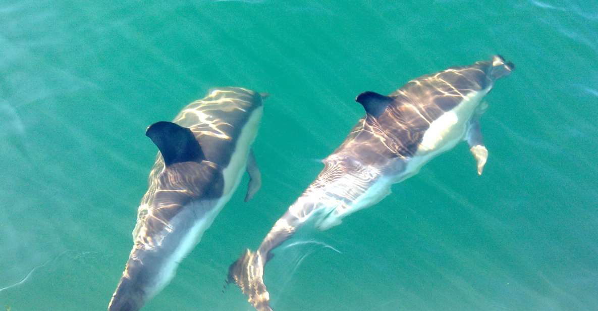 cabanas de tavira dolphin watching